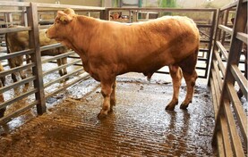Northern View: little change to prices paid for beef