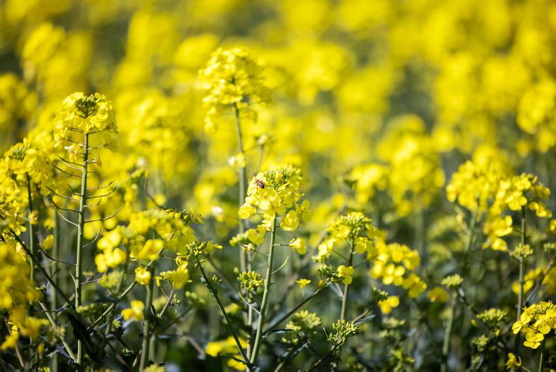 Oilseed rape isn’t the risky crop it once was