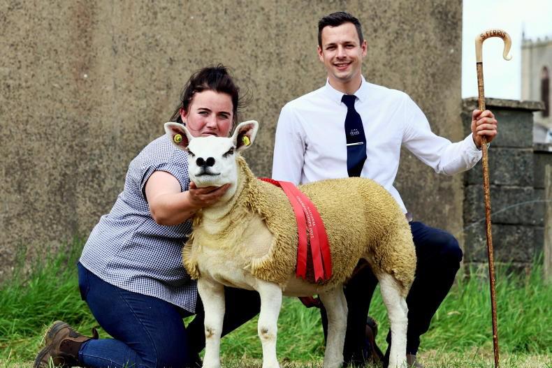 Ballyhonock Texels looking forward to a big weekend in Blessington