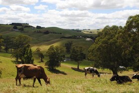 Australia develops foot-and-mouth vaccine