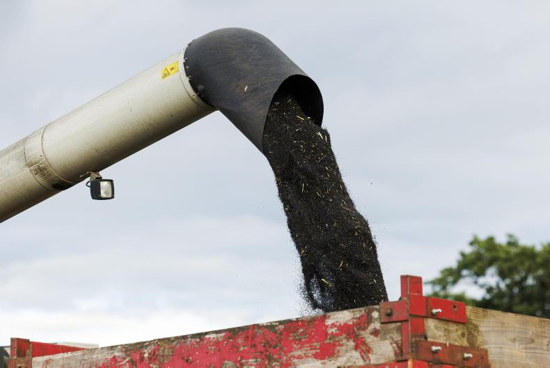 Planting oilseed rape? Here’s how prices have been tracking