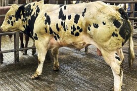 Watch: Belgian Blue weanlings hit €3,820 in Carrigallen