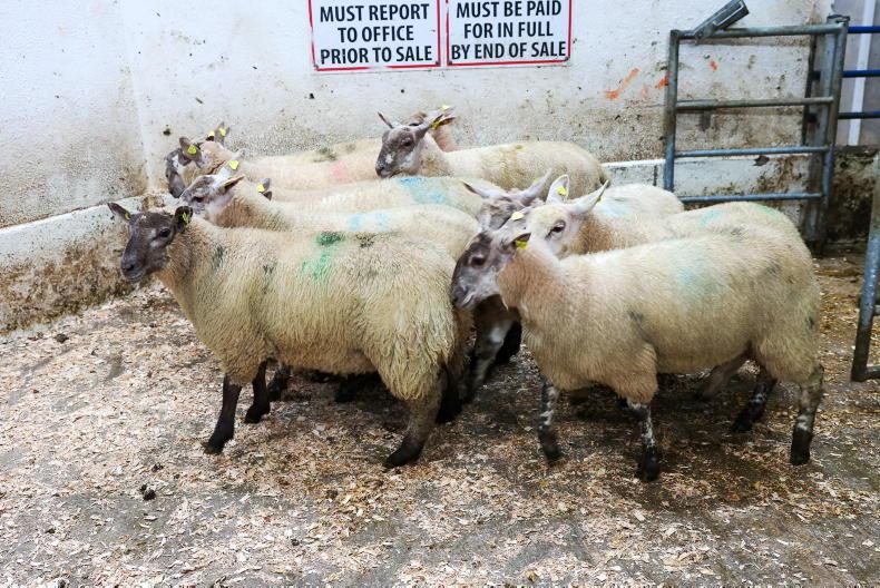 Increased bite but no increase in official quotes for lambs from factories