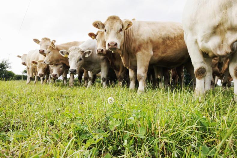 Department plan for reducing cattle slaughter age delayed
