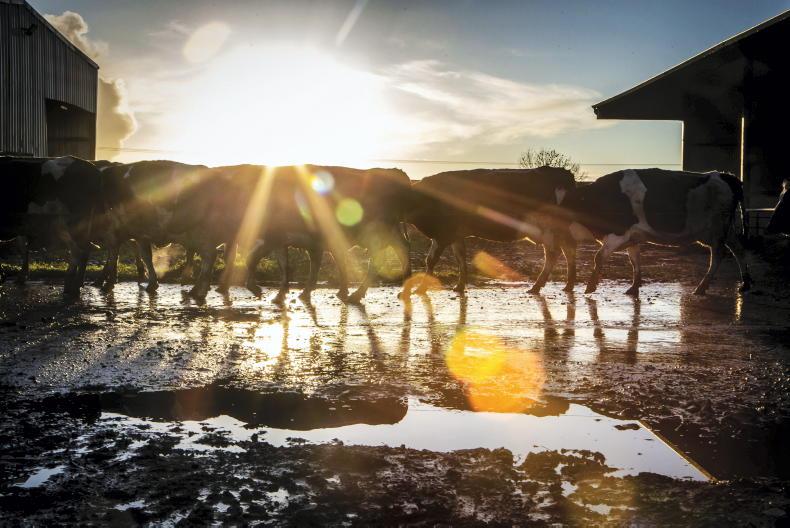 Department urges dairy farmers to confirm cow banding for 2025