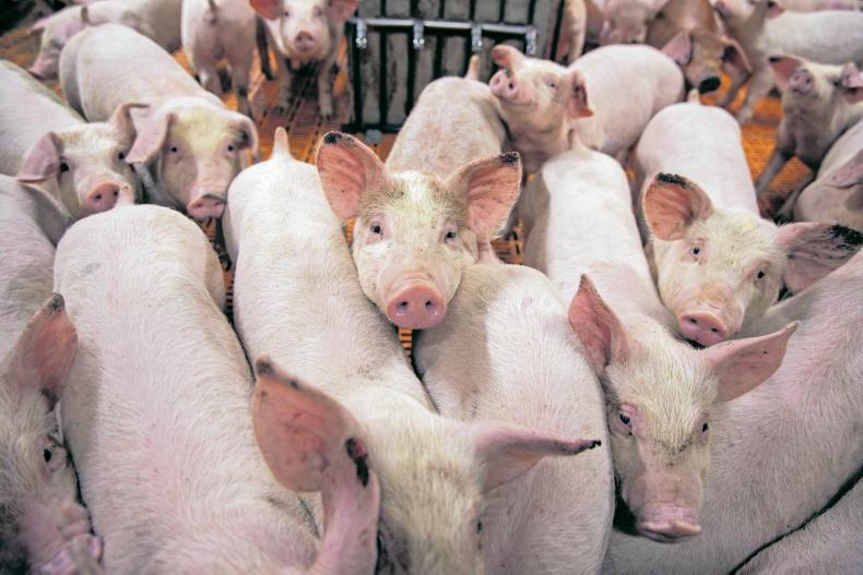 Poaching of staff in pig sector 'damaging' industry