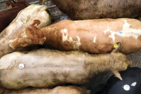Camera at the Mart: sky-high prices at Skibbereen weanling sale
