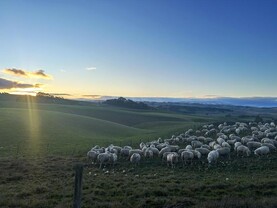 Another export record for Australian beef in July
