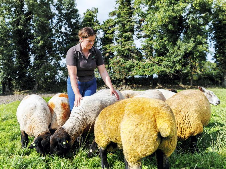 My Farming Week: Áine Roberts Murray, Clonaslee, Co Laois