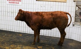 Watch: store bullocks hit €3,320 in Ennis