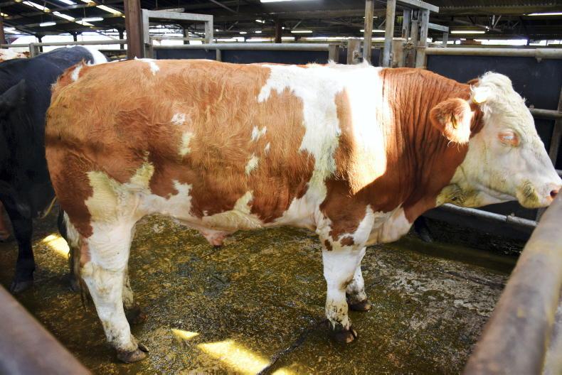 Big prices paid for cattle at Camlough Mart