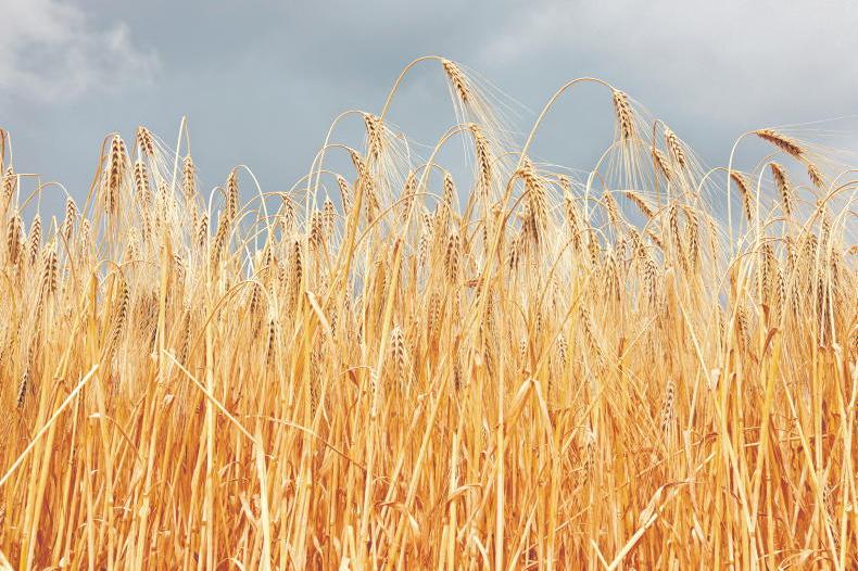 Home Farm:  Wheat harvest complete 