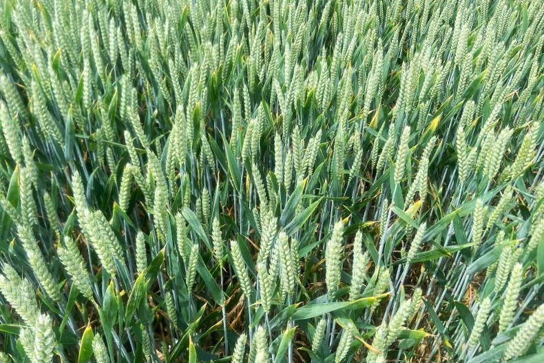 Dempsey at Large: Grain growers flying blind 