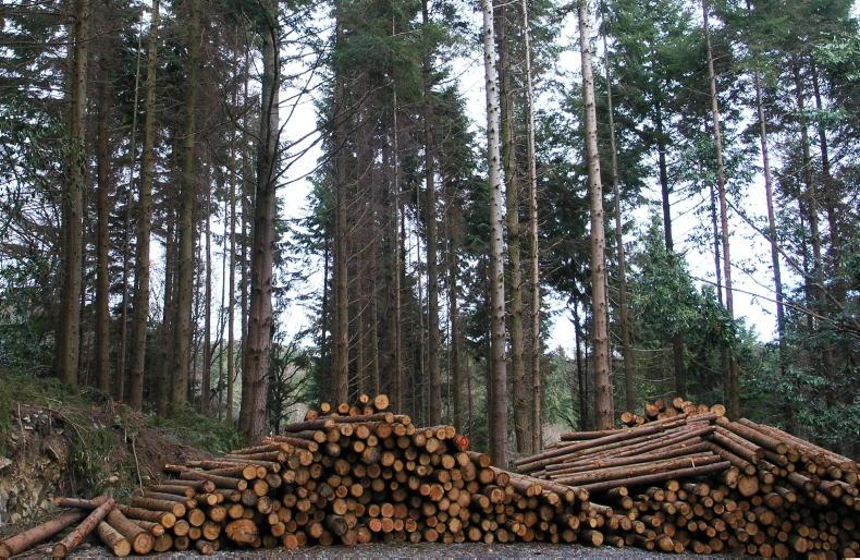 Conifers fall to 45% of all planting 
