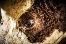 Farmers must be vigilant of bluetongue spread as midges increase – ICMSA