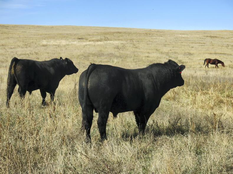 US beef exports hit five-year low