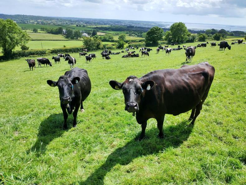 Co Down farm on target to get more milk from grass
