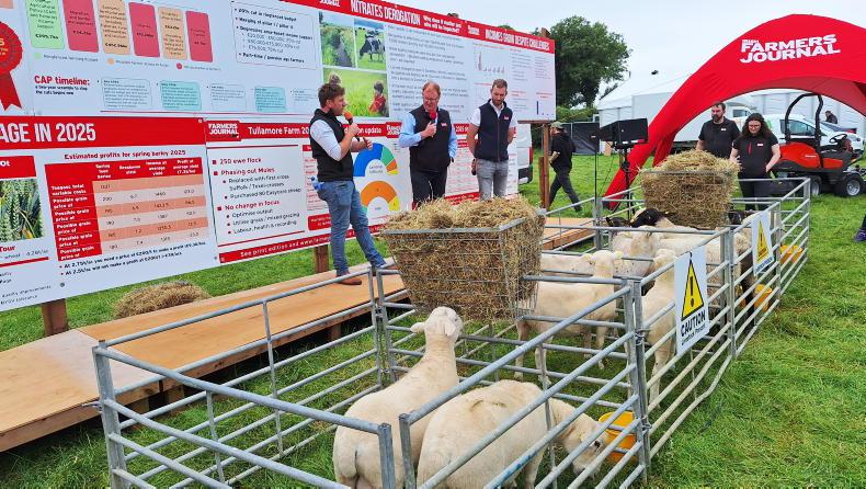 55% of lambs drafted to date in Tullamore
