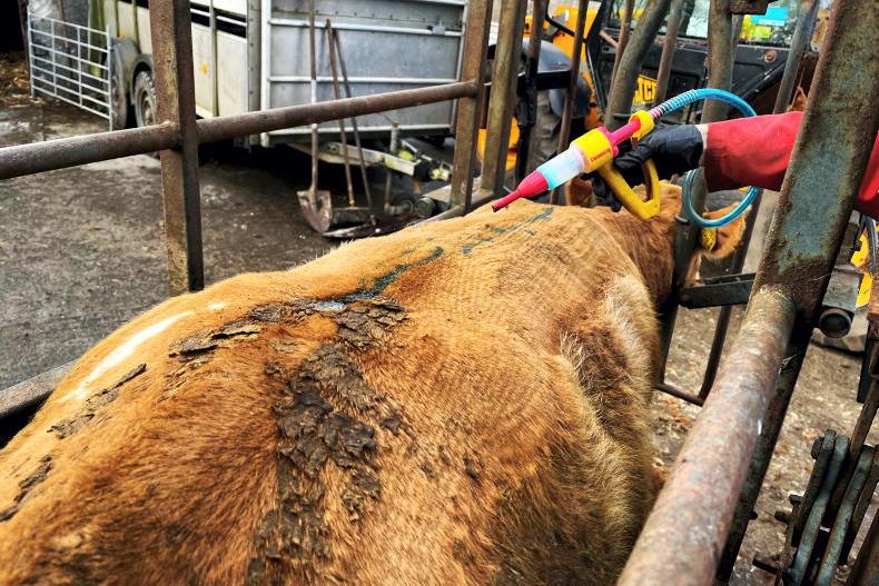 Liver fluke levels drop following mild 2025