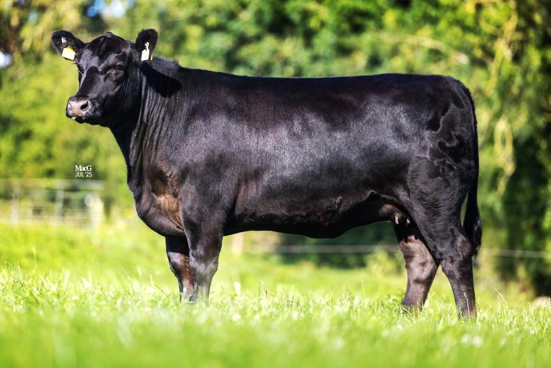 European buyers light up Liss and Lisduff centenary sale