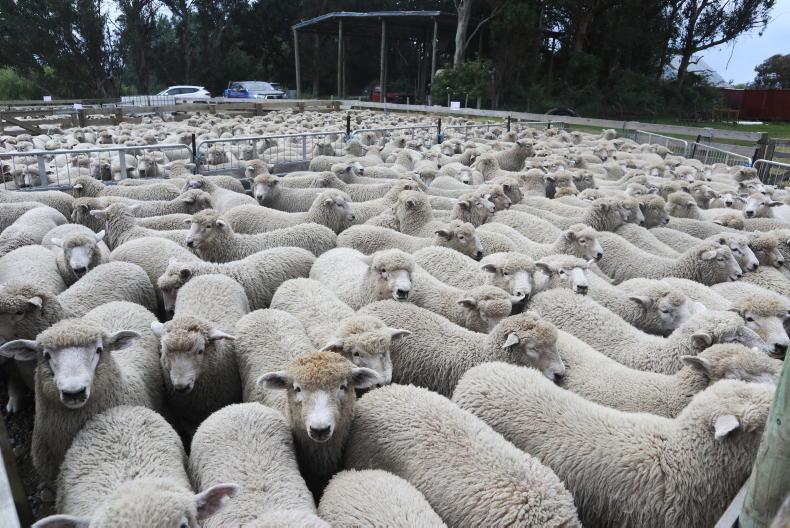 Dawn Meats’ big bet on New Zealand 
