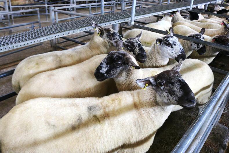 Camera at the Mart: quality hoggets over €400/head in Ennis