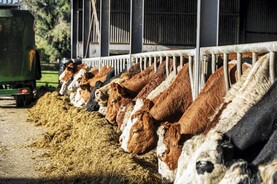 Five key considerations with animal housing this autumn