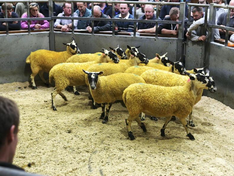 Mule hoggets up £100/head in two years