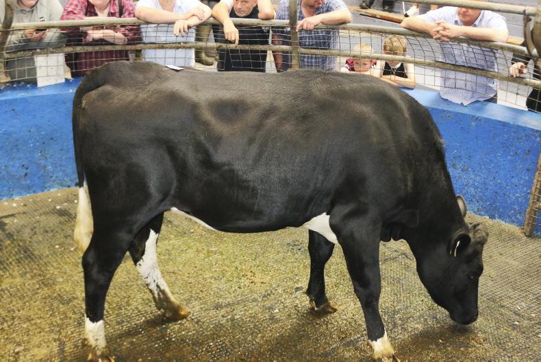 Martbids Database: dry cows cross €4/kg mark      
