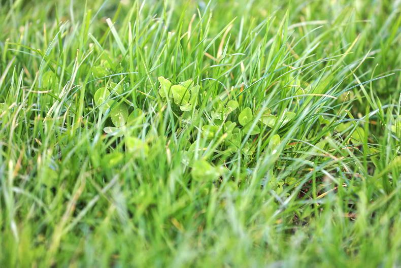 Grass+ Dairy: surplus grass for some while other feed out bales