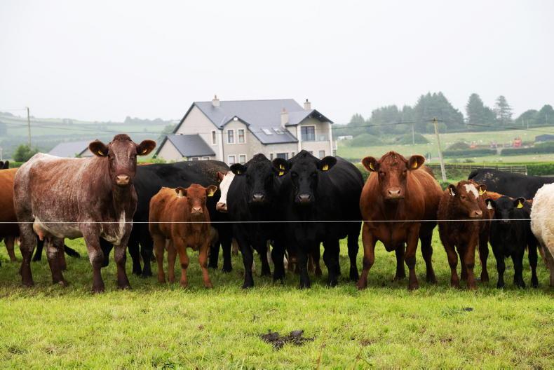 Beef Management: new actions for National Beef Welfare Scheme