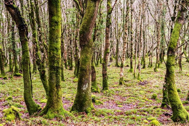 Trees and rocks enter farm payment system