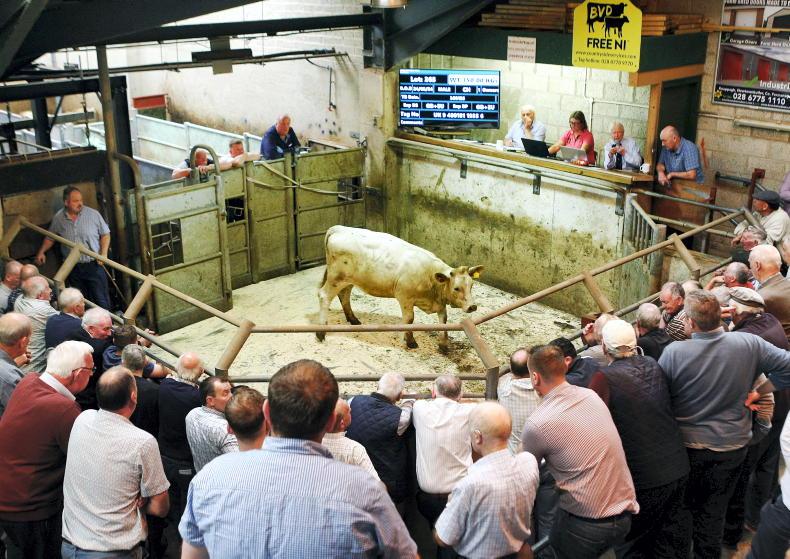 Bluetongue risk remains moderate for now - DAERA