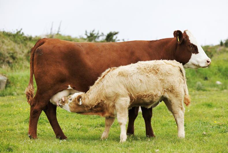Beef welfare scheme opens for 2025 with €25/calf increase available