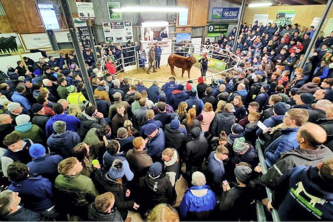 Midland and Western Livestock moves to Martbids