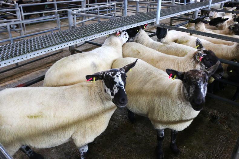 Strong start to sheep breeding sales      