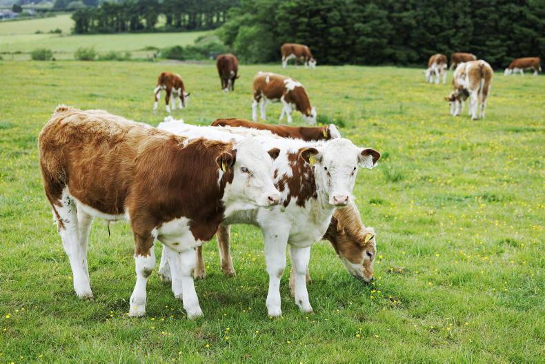 New actions in €75/calf beef scheme 