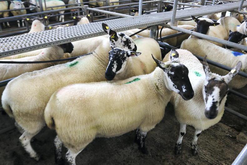 Sheep mart prices: breeding sales start strong