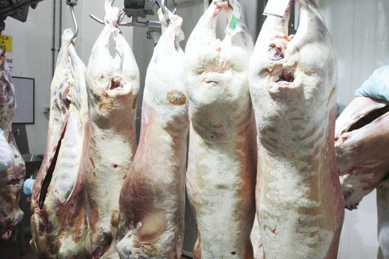 Sheep Trends: factories remain steadfast in quotes despite throughput collapse