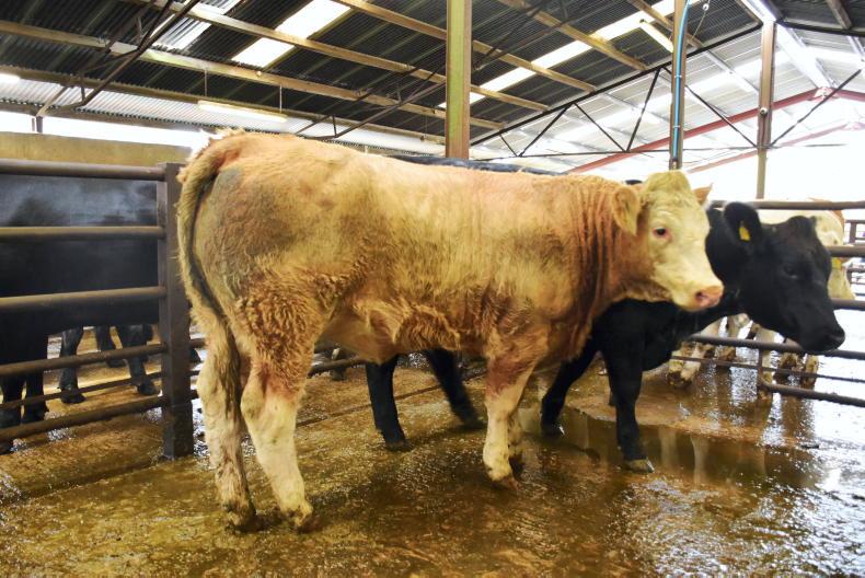 Northern View: ROI trade keeps floor under NI beef