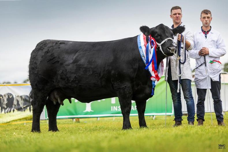Mogeely pair are champion Angus in Tullamore
