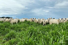 Brazil sets beef export record in July