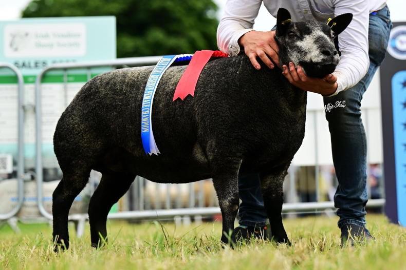 Carrick hosts Blue Texel premier with Martbids