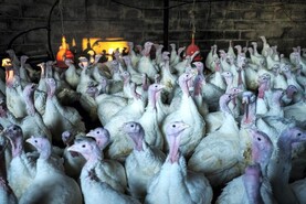 Seasonal Carlow poultry farm worker awarded redundancy at WRC