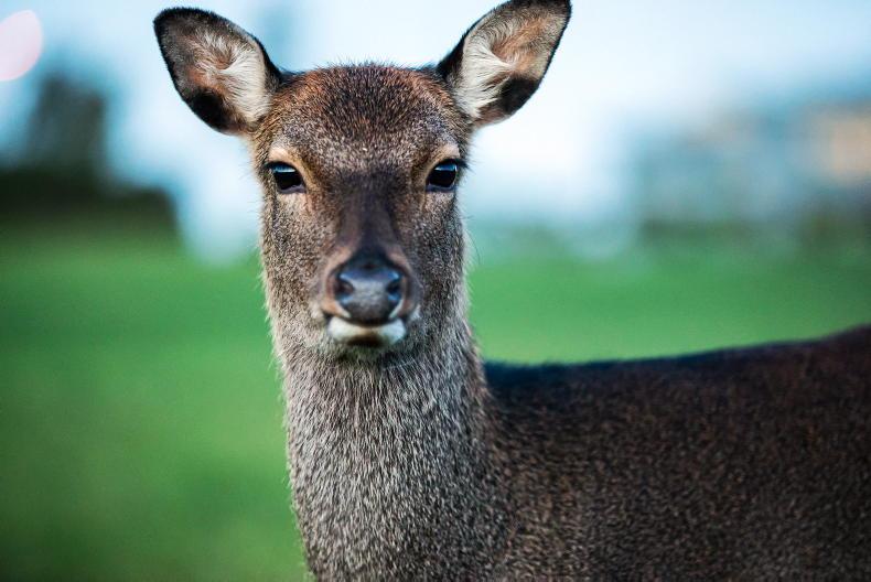 Deer in England test positive for bluetongue