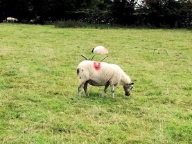 Kilkenny farmer appeals for information on 15 missing ewes
