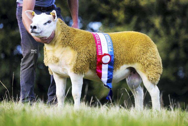 In Pictures: Texels hit €40,000 in Blessington