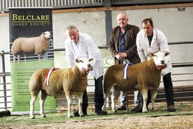 Belclare sheep hit a high of €2,700 in Tullamore