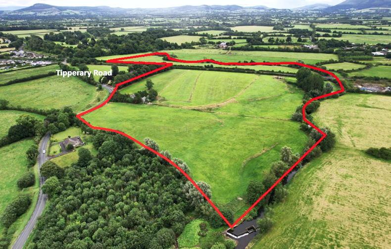 Hammer time as Golden Vale duet head for September auction