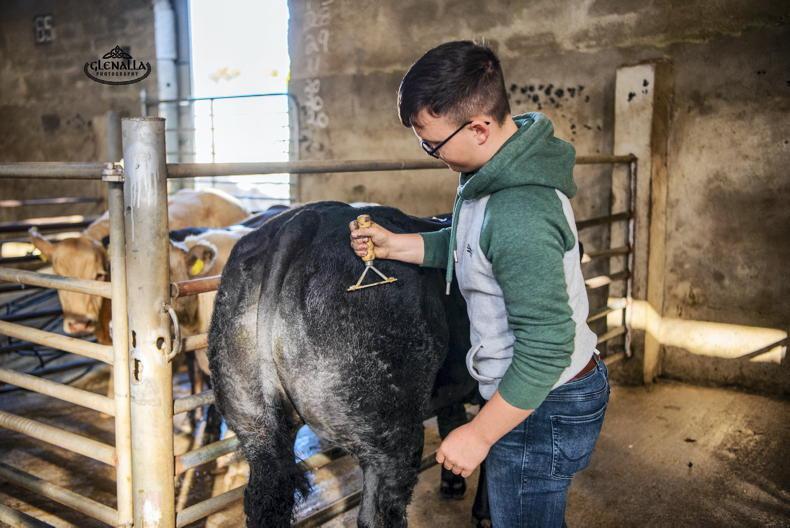 Financial supports: what is available for young farmers?